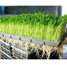菜立方芽苗菜投资需要多少启动资金