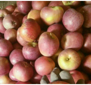 四川丑苹果开始大量批发了