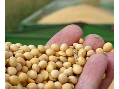 今年农村大豆的收购量依然不是很理想