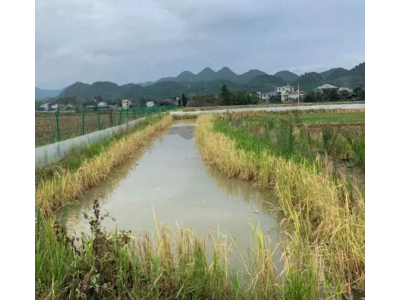 鱼稻共生，一亩多效，生态农业种植新方式